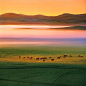 春季坝上风光——坝上草原位于内蒙古克什克腾旗乌兰布统乡，那里有辽阔的丘陵草原，一片片的白桦林，一个个宛若珍珠的湖泊，漫山遍野盛开的五彩缤纷的鲜花和数不尽的牛羊，是摄影家们的天堂。
