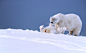 Animal, Baby Animal, Cub, Polar Bear, Predator (animal), Snow, Wildlife wallpaper preview