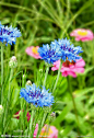 矢车菊 属菊科矢车菊属的一年生或二年生草本植物， 又名:蓝芙蓉、翠兰、荔枝菊 经过人们多年的培育，，花朵变大了，颜色也丰富了很多， 有紫、蓝、浅红、白色等品种，其中紫、蓝色最为名贵。 它还是德国的国花哦， 此外，它也是马其顿的国花…… 最后要提醒大家，矢车菊全株有小毒，切勿食用