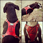 Leather Dog Harness Custom Leather Hand Tooled Dog by Exsect