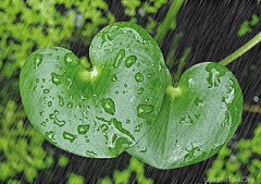 宏盾采集到YS01-雨-是用水写的诗！