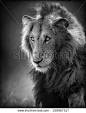 Male Lion Portrait (Artistic processing) - Kruger National Park - stock photo