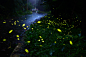 Photograph fireflies by Josh Chang on 500px