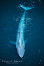 无人机航拍的蓝鲸体态优美