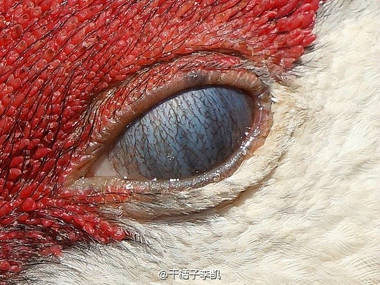 eye