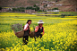 西藏高原油菜花