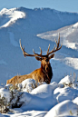 Majestic Bull Elk