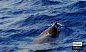 贺氏中喙鲸 Mesoplodon hectori 哺乳纲 鲸目 喙鲸科 长喙鲸属
A male of Hector's Beaked Whale (Mesoplodon hectori) showing tusks. This small mesoplodont lives in the Southern Hemisphere. It may reach a maximum length of about 4.2 meters and an estimated weight of about 1 tonn