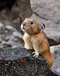 Northern Pika | Amazing ? World@北坤人素材