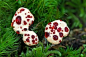 血牙蘑菇 学名：Hydnellum pecki，一般生长在太平洋西北部和欧洲中部地区的松树林中。有着奇特的外形，有像血液一样的亮红色液体从表面渗出。
血牙又名：魔鬼的牙齿，草莓蘑菇、奶酪蘑菇，它虽然没有毒性，但会释出一种极端的气味，以避免动物的吞食。 #蘑菇#