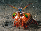 Mantis Shrimp by yaq1xsw2 on deviantART