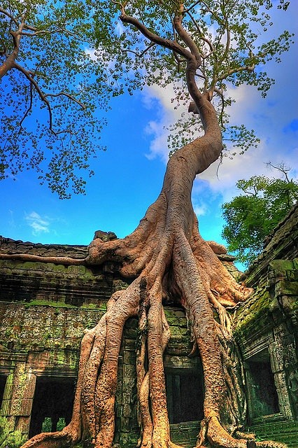 “树妖”。塔普伦寺，吴哥，柬埔寨（上次一...