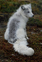 Polar Fox