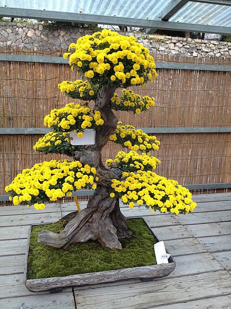 Large yellow floweri...