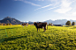 饮料,自然,户外,动物,农场_554929705_Happy cows_创意图片_Getty Images China