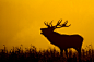 Red Deer Silhouette