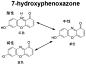 7-羟基吩嗪酮结构变化示意图