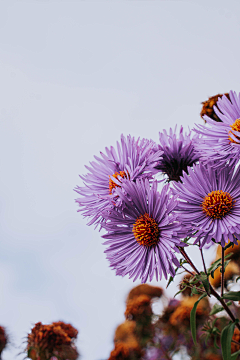 森林中采集到Photo.Purple