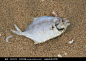 沙滩上的死鱼高清图片下载_红动网