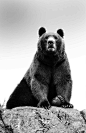 Bear.  http://dreamhawk.com/dream-dictionary/bear/ Sometimes said to represent a possessive mother, and the feelings this has aroused. But in many cases the bear will represent a meeting with dangerous emotions such as anger or being easily aroused. There