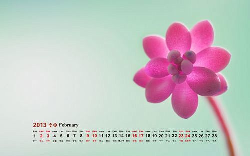 2013年2月花朵图片日历壁纸