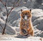 Jocelyne Feizo在 500px 上的照片Enjoying Winter