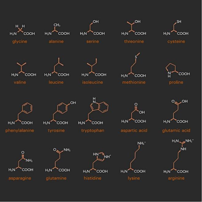 就是这20种氨基酸，组成了地球上所有生物...