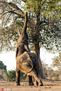2017年1月4日报道，巴西摄影师Ana Zinger在津巴布韦邂逅一只身躯异常柔软的大象，这只在外觅食的大象看到高处的树叶后，便想各种招数去吃树叶，它一会伸展后腿，一会后腿直立，更有后腿交叉的高难度动作，远看就像是在练瑜伽健身，勇士式和恰图兰卡体位等瑜伽动作令人惊叹。东方IC
