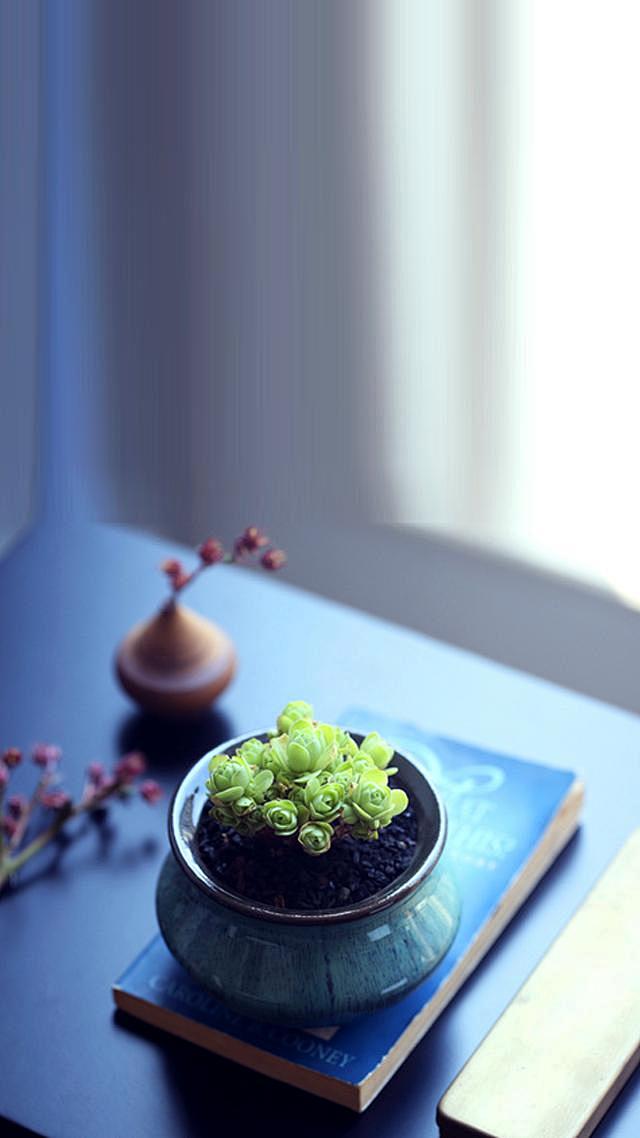 手机壁纸 ｜多肉植物 - 头条网(tou...