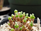 小绿兔~ 碧光环，学名：Monilaria obconica，番杏科多肉植物