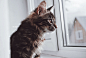 General 2000x1346 tabby cat kittens photography