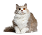 猫PNG