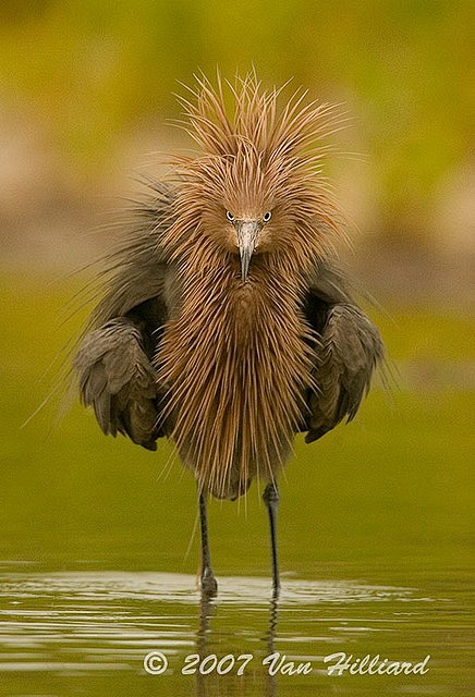 Redish Egret photo V...