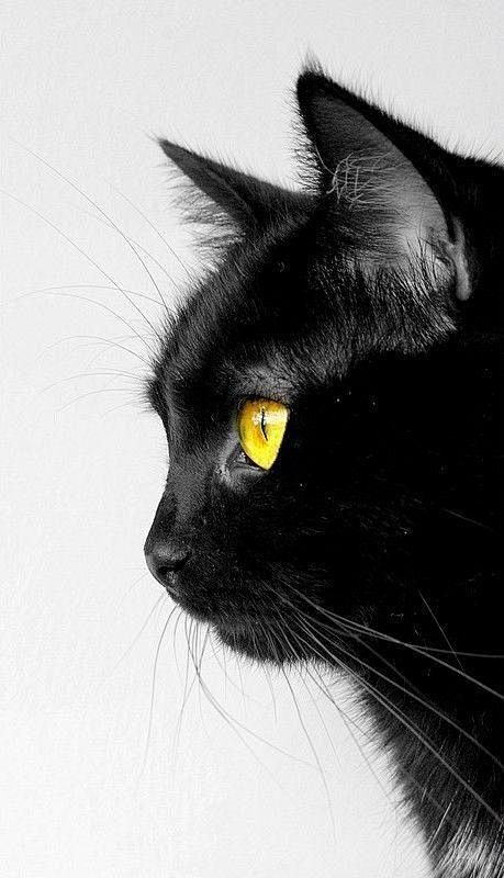 黑猫，黑夜的精灵，美丽如宝石的瞳孔，神秘...