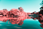 INFRARED NYC : INFRARED NYC_I decided to capture with poetry a surprising collection of pictures of Central Park’s landscapes, in a series named Infrared NYC. Using a infrared filter which reverses the real colors to transform them into red, pink, my aim
