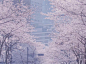 樱花大道
摄影：三岛影像

日本关西：5.1-5.10
广州、深圳：5.1-5.30  大连：6.1-6.10
伦敦：6月下旬 ​​​ ​​​​