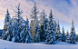 General 2560x1600 trees snow winter