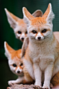 Vulpine | animals