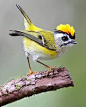 Formosan Firecrest