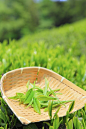 农业,明亮,饮料,夏天,田地_gic12721083_Japanese tea_创意图片_Getty Images China