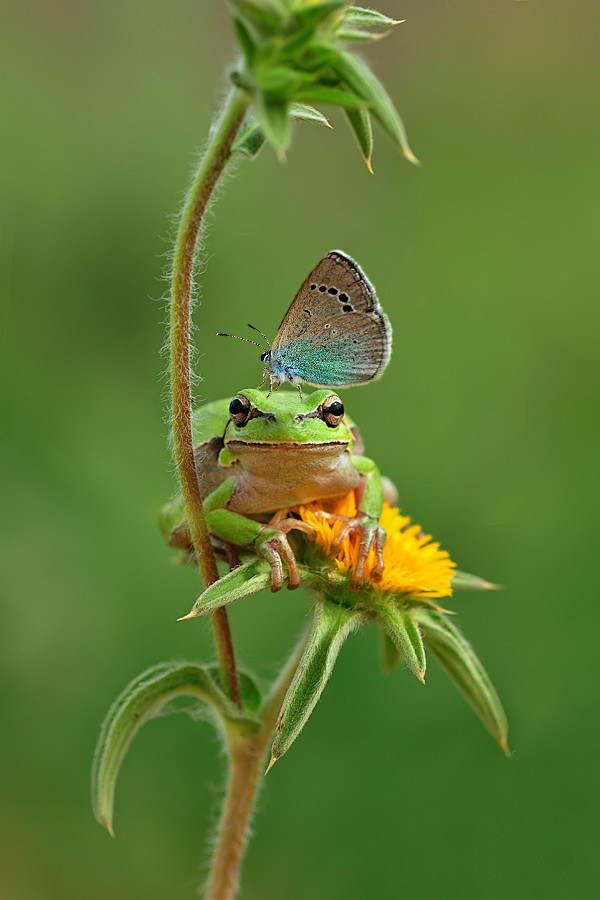 Photograph Friends -...