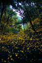 Into The Dream - See Firefly wild dance, Wakayama, Japan