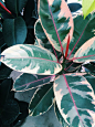 Ficus elastica (rubber plant): 
