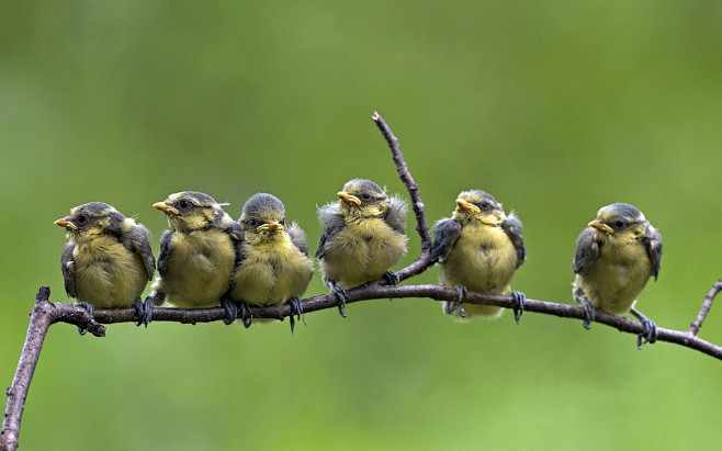 Blue tit chicks fled...