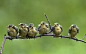 Blue tit chicks fledging on a branch. © blickwinkel/Alamy; 