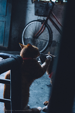 何必匿名采集到房东的猫狗