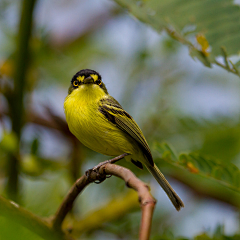 风扬_z采集到Photo.animals