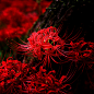 [曼珠沙华]又名红花石蒜，是石蒜的一种，为血红色的彼岸花。