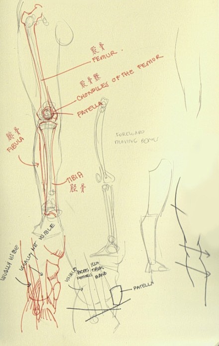 #绘画参考#下肢（臀部、膝盖等）一些结构...