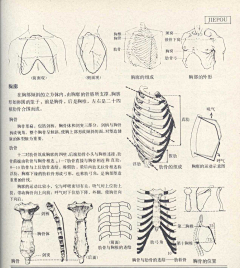 Ni懂否采集到人体结构-造型基础